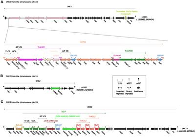 Emergence of blaNDM– 1-Carrying Aeromonas caviae K433 Isolated From Patient With Community-Acquired Pneumonia